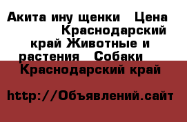 Акита ину щенки › Цена ­ 30 000 - Краснодарский край Животные и растения » Собаки   . Краснодарский край